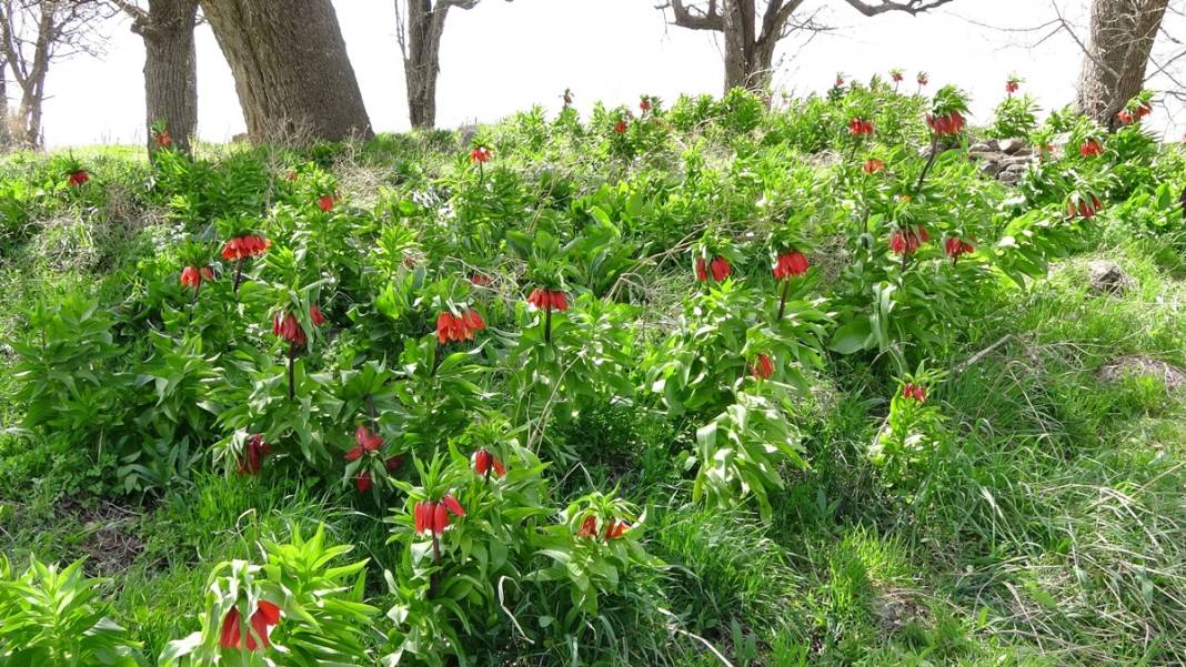 Bu insanlar neye bakıyor? Gece-gündüz nöbet tutuyorlar, ilk kez görenler şaştı kaldı! 30